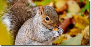 Sqirrel